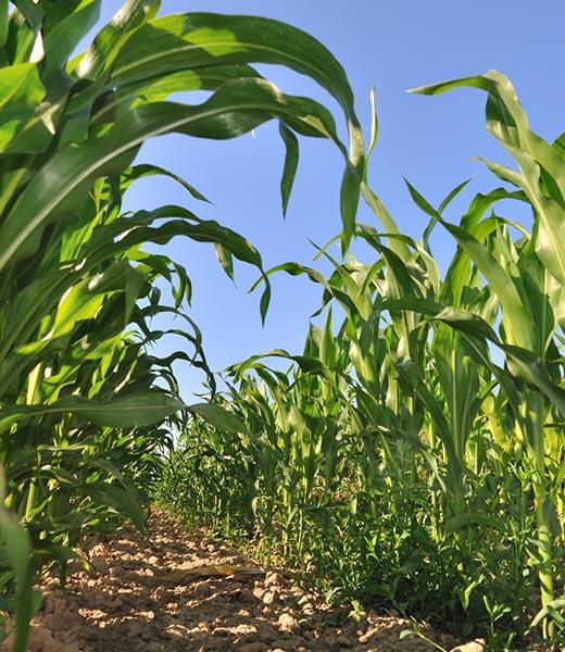 drenaż gleby przyczynia się do zwiększenia plonów